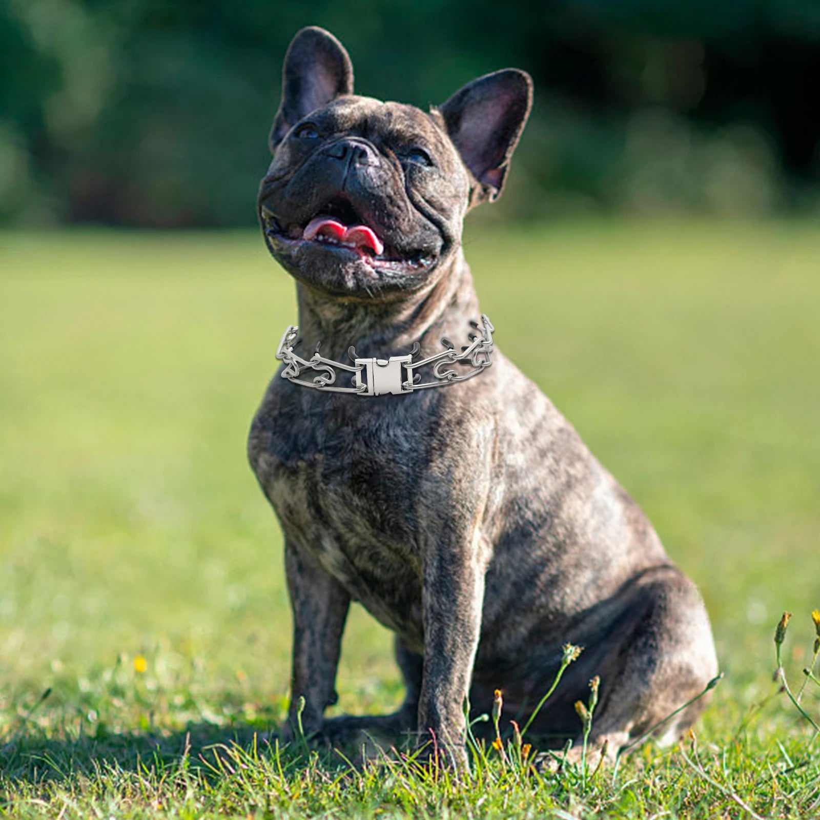 Stainless Steel Prong Pinch Dog Collar with Quick Release – Adjustable No-Pull Training Collar