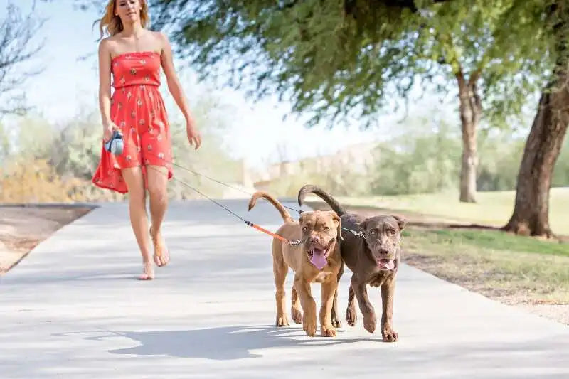 3M dual retractable dog leash with LED flashlight and built-in dog poop bags holder, ideal for walking two dogs with 360° tangle-free control.