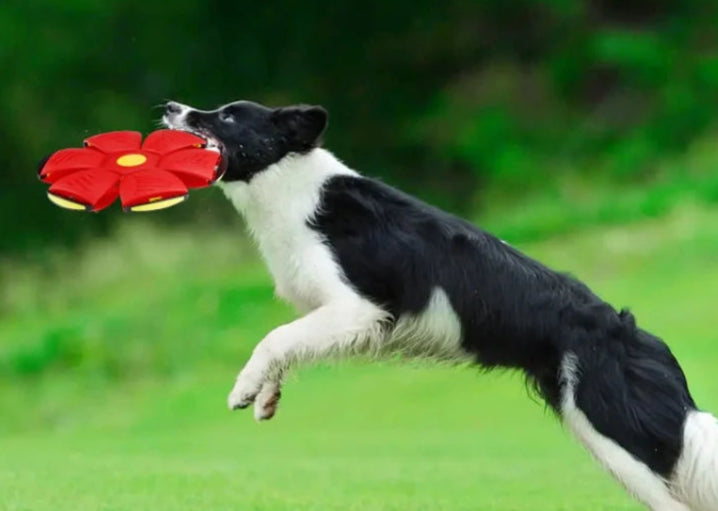 Magic UFO Ball – Flying Disc That Transforms Into a Ball for Interactive Play