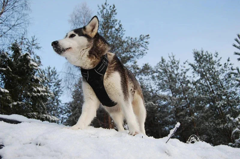 Durable 3M Reflective Dog Vehicle Harness with Secure Fit