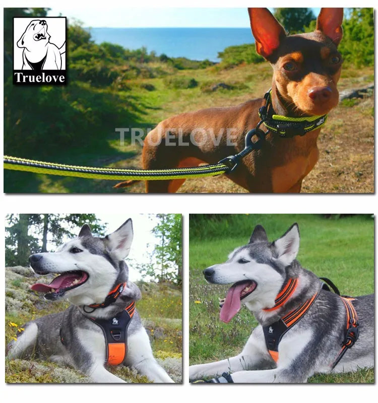 Durable 3M Reflective Dog Collar with Secure Fit